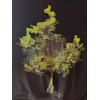 Divas Jurk Jersey Boom Applicatie